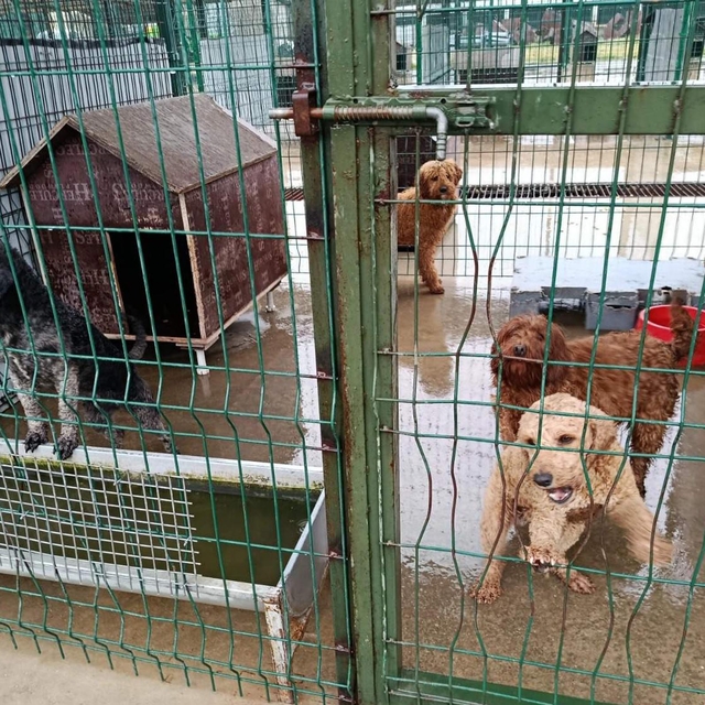 Edirne'de operasyonla 88 köpek kurtarıldı