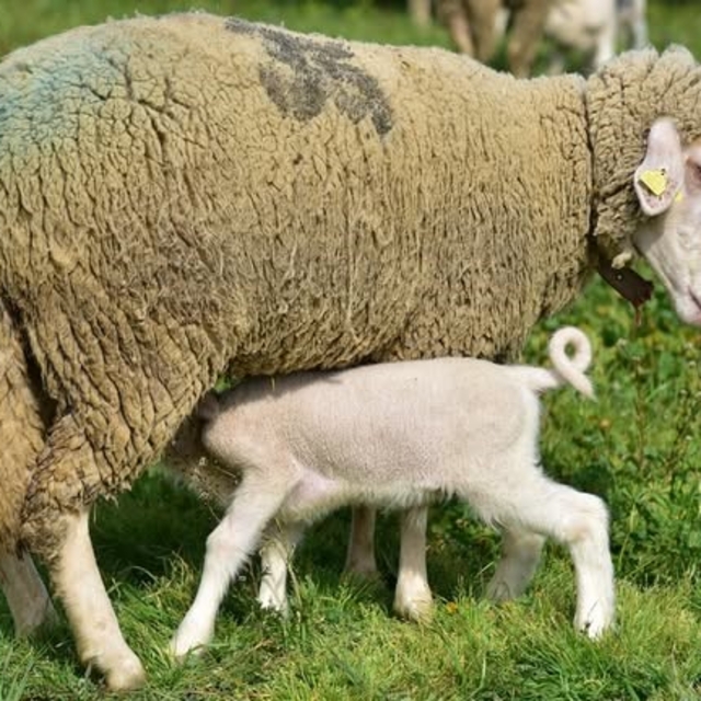 Üniversitenin yavru kuzuları anaları ile buluştu