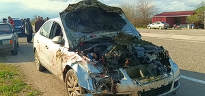 Adana'da otomobilin çarptığı 7 koyun telef oldu