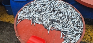 Pazarda hamsinin kilosu 200 liraya çıktı