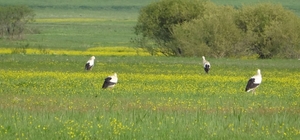 Yüksekova'nın biyoçeşitliliği kayıt altına alınacak