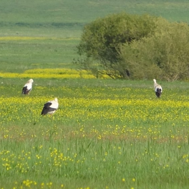 Yüksekova'nın biyoçeşitliliği kayıt altına alınacak