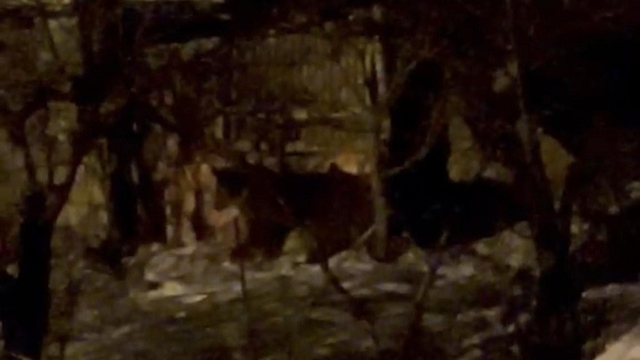 Hakkari'de aç ayılar mahalleye indi