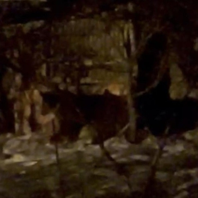 Hakkari'de aç ayılar mahalleye indi