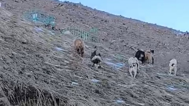 Yüksekova'da yerleşim yerine inen ayıları çoban köpekleri uzaklaştırdı