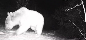 Fotokapana yansıyan yaban hayatı hareketliliği