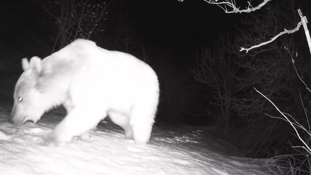Fotokapana yansıyan yaban hayatı hareketliliği