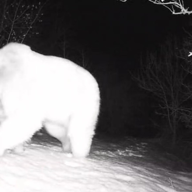 Fotokapana yansıyan yaban hayatı hareketliliği