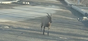 Dağ keçisi ilçe merkezine indi: Vatandaşları hayrete düşürdü