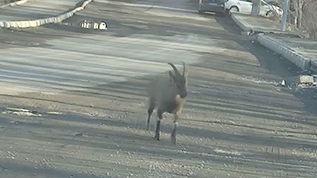 Dağ keçisi ilçe merkezine indi: Vatandaşları hayrete düşürdü