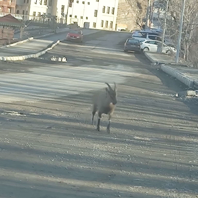 Dağ keçisi ilçe merkezine indi: Vatandaşları hayrete düşürdü