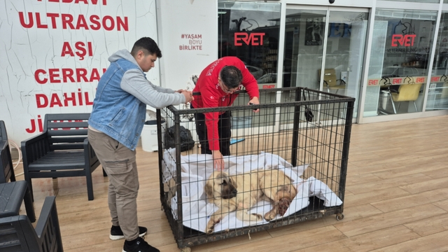 Kayıp köpeğini vurulmuş olarak buldu; şüpheli tutuklandı