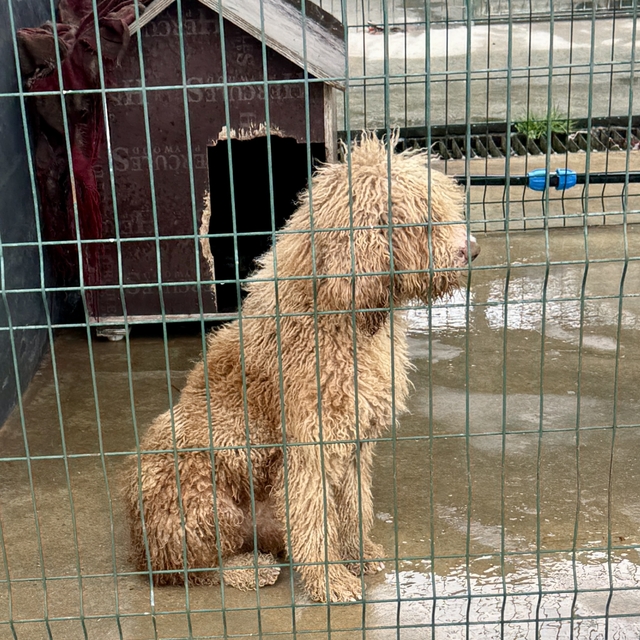 Edirne'de yasa dışı köpek üretimi yapan çiftlik sahibine 2 milyon 144 bin l...