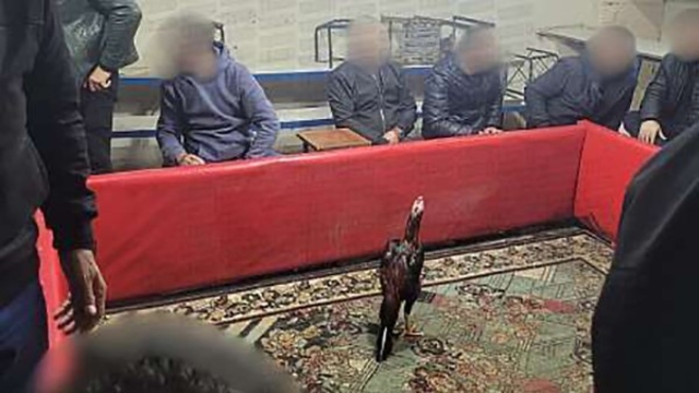 Siirt'te horoz dövüşüne suçüstü operasyon: 60 kişi yakalandı