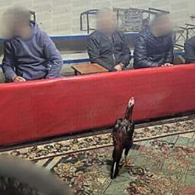 Siirt'te horoz dövüşüne suçüstü operasyon: 60 kişi yakalandı