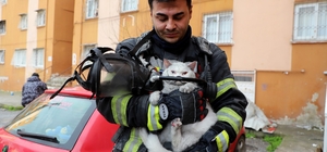 Alevlerin arasından kurtarıldı: İtfaiye hamile kediyi sağ salim çıkardı