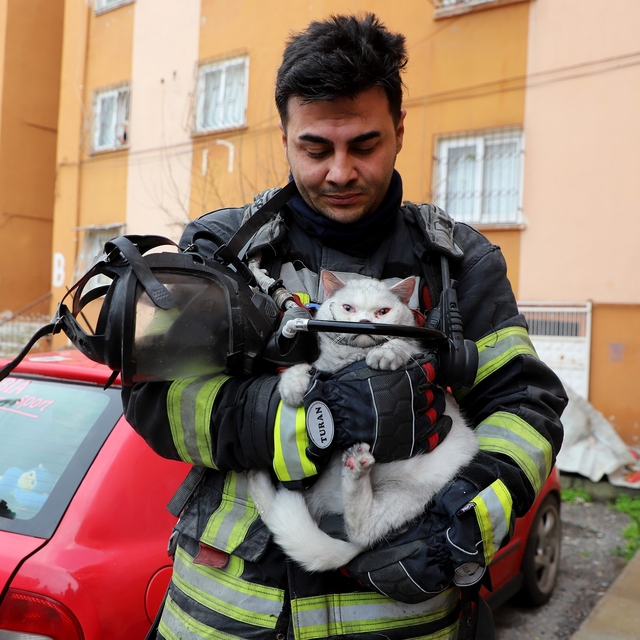 Alevlerin arasından kurtarıldı: İtfaiye hamile kediyi sağ salim çıkardı