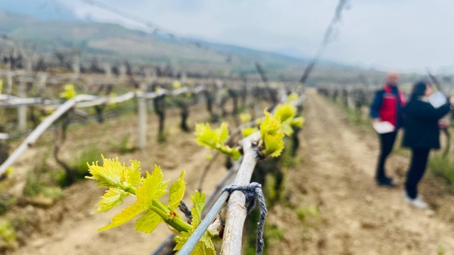 Salihli'de yağışlar Ölükol riskini artırdı