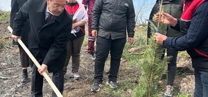 Burhaniye’de 315 fıstıkçamı fidanı toprakla buluşturuldu