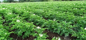 Kütahya'da patates üreticilerine 'Bitki Pasaportu' uyarısı