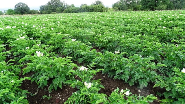 Kütahya'da patates üreticilerine 'Bitki Pasaportu' uyarısı