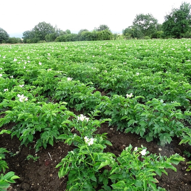 Kütahya'da patates üreticilerine 'Bitki Pasaportu' uyarısı