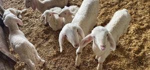 Kurbanlıklar görücüye çıkmaya başladı