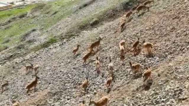 Dağ keçileri Palu Kalesi'nde