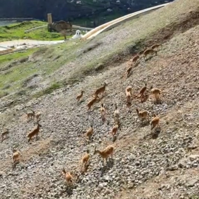 Dağ keçileri Palu Kalesi'nde