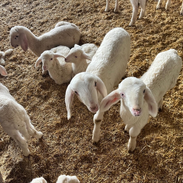 Kurbanlıklar görücüye çıkmaya başladı