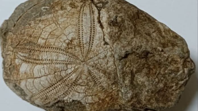 Baklan'da milyonlarca yıllık deniz yıldızı fosili bulundu