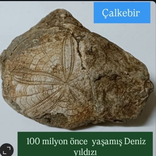 Baklan'da milyonlarca yıllık deniz yıldızı fosili bulundu