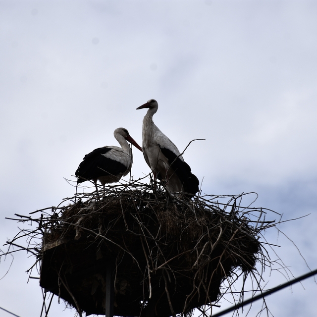 "Baharın habercisi" leylekler Sinop'taki Cuma Ovası'na gelmeye başladı