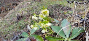 Karlar eridi, dereler coştu: Çiçekler açtı