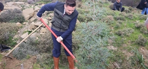 Gökçeada'da fidanlar toprakla buluştu