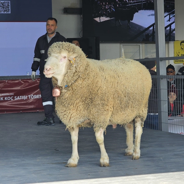 Damızlık koçta rekor, açık artırmada 1 milyonluk satış
Küçükbaşta büyük rak...