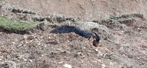 Çamura saplanan keçi son anda kurtarıldı