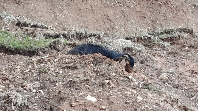 Çamura saplanan keçi son anda kurtarıldı