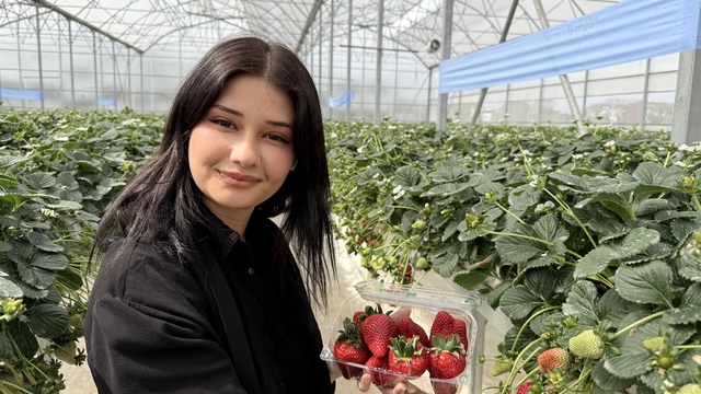 Tarsus'ta topraksız tarımda ilk çilek hasadı yapıldı
Tarsus Belediyesi ilk hasadını vatandaşlara dağıttı
Başkan Boltaç: "Üretimin içinde olduk, üretimin nasıl yapılacağını gösteren bir belediye olmayı hedefliyoruz"