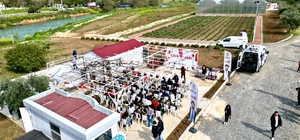 Tarsus ilçesinde topraksız tarım yöntemiyle yetiştirilen çilekler hasat edi...