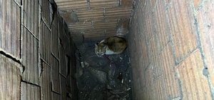 Havalandırma boşluğuna düşen kedi kurtarıldı