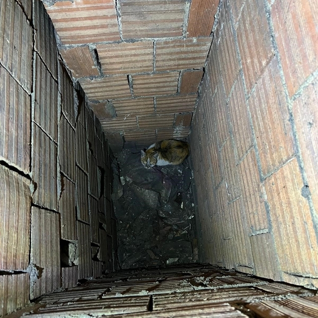 Havalandırma boşluğuna düşen kedi kurtarıldı