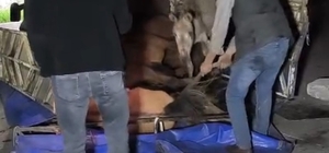 Devrilen kamyonetin kasasındaki eşekler yaralandı