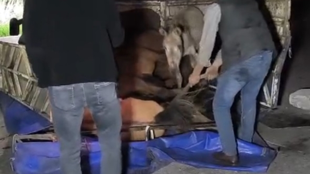 Devrilen kamyonetin kasasındaki eşekler yaralandı