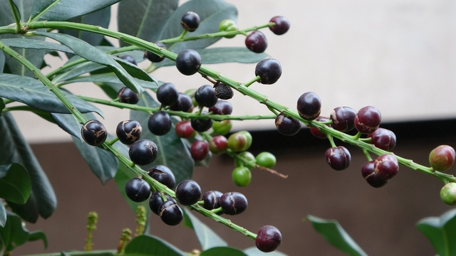 Karayemiş ağacı mevsimine 3 ay kala meyve verdi: "Tadı çok güzel"