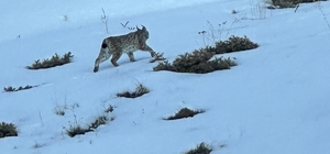 Erzurum'da karlı arazide vaşak görüntülendi