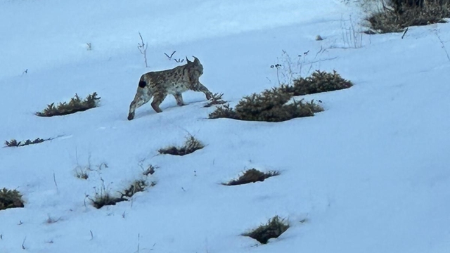 Erzurum'da karlı arazide vaşak görüntülendi
