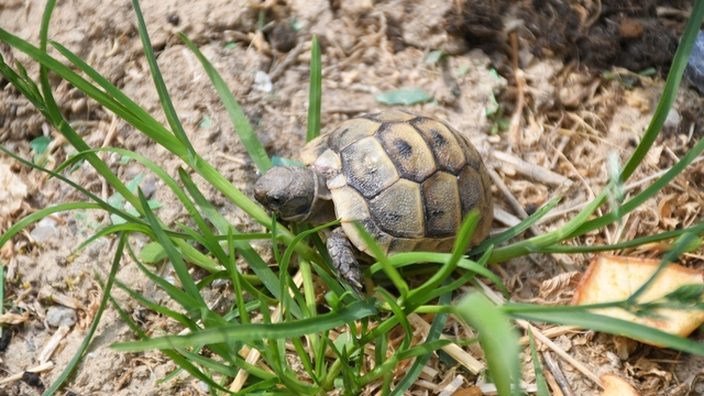 Kuşadası'nda kaplumbağalar için özel yaşam alanı oluşturuldu