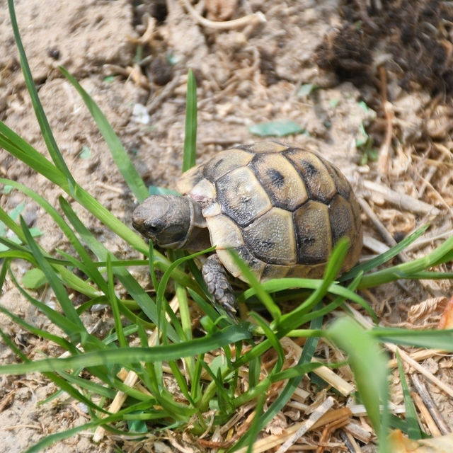 Kuşadası'nda kaplumbağalar için özel yaşam alanı oluşturuldu