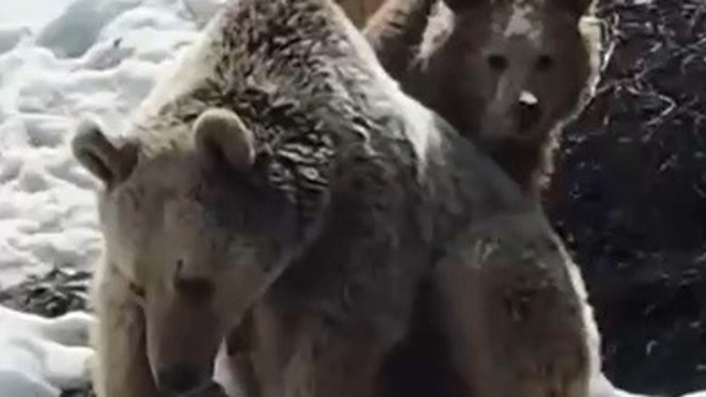 Erzincan'da ayıların kar keyfi kamerada